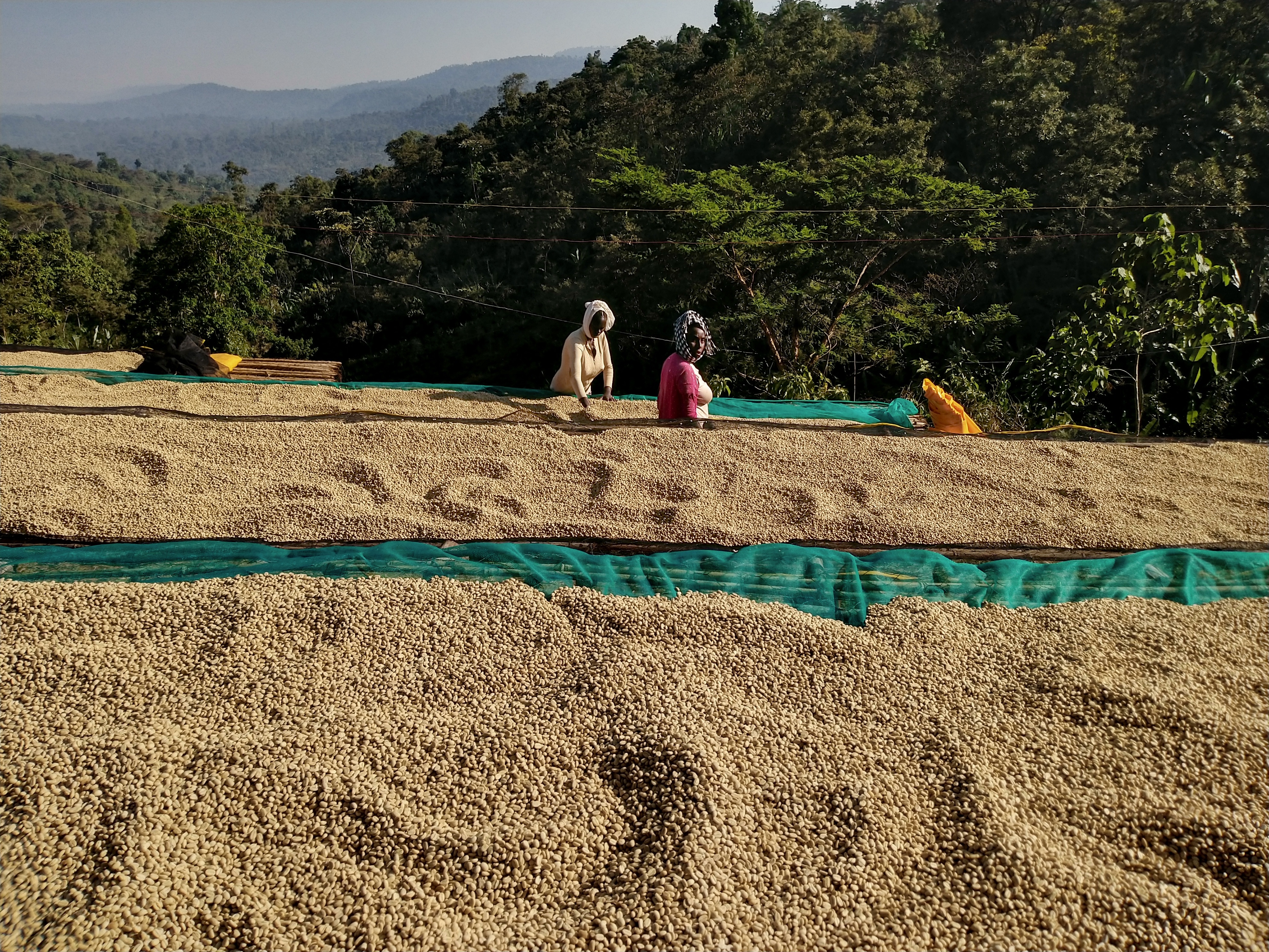 Kelloo Wete Konga #1 | Coffee | V-Hub